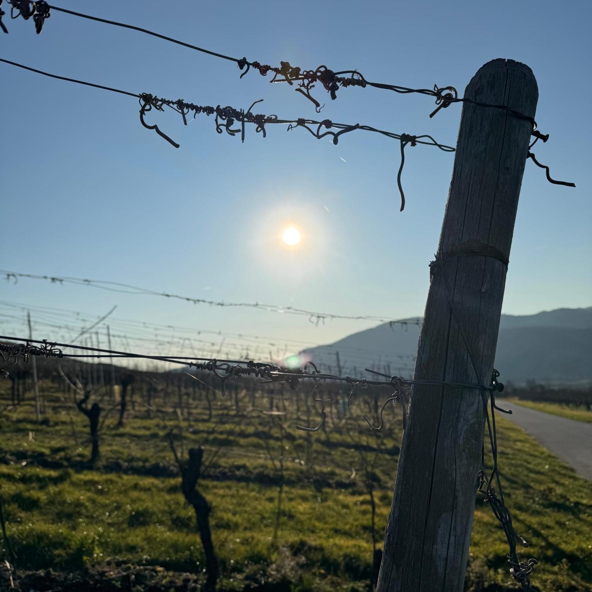Weingut Tiliahof Bed & Breakfast Brauneberg Eksteriør bilde
