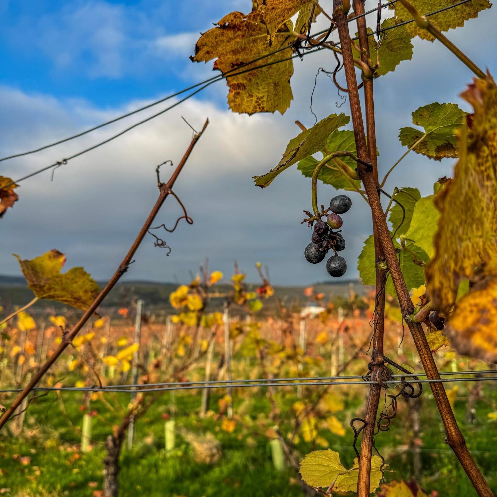 Weingut Tiliahof Bed & Breakfast Brauneberg Eksteriør bilde